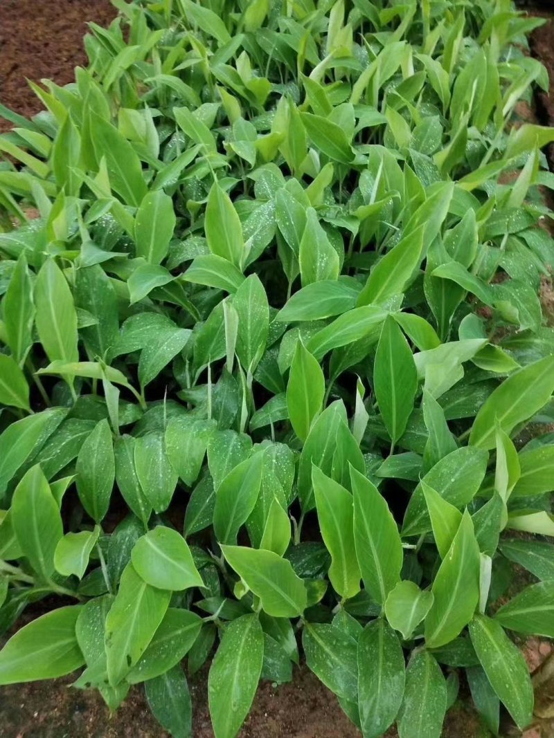 香蕉苗皇帝蕉粉蕉苗红香蕉苗威廉斯中蕉9号