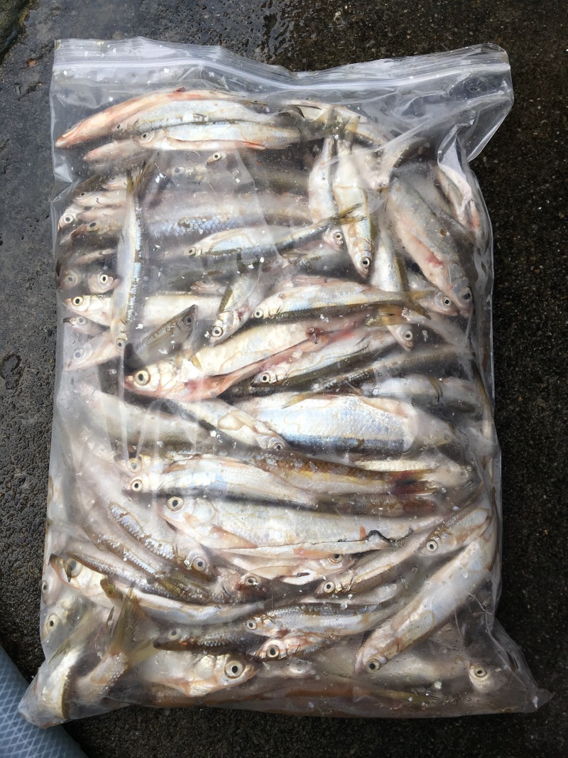 开肚冰鲜翘嘴鲌鱼，每天新鲜发货