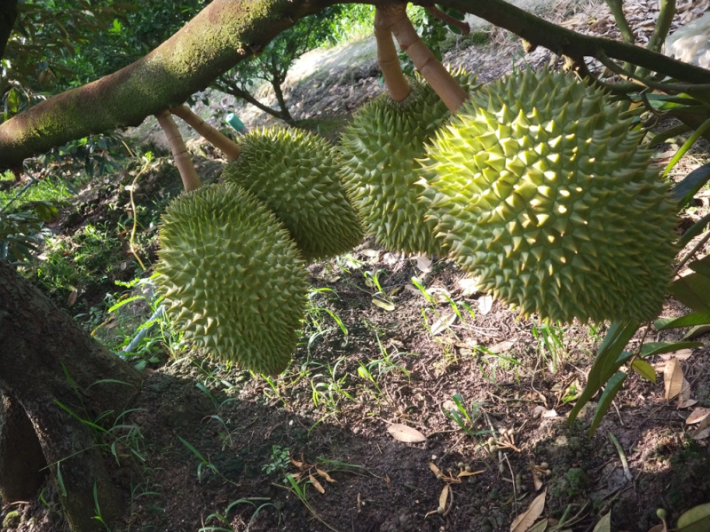 泰国金枕榴莲苗