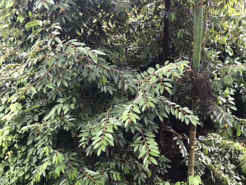 泰国金枕榴莲苗