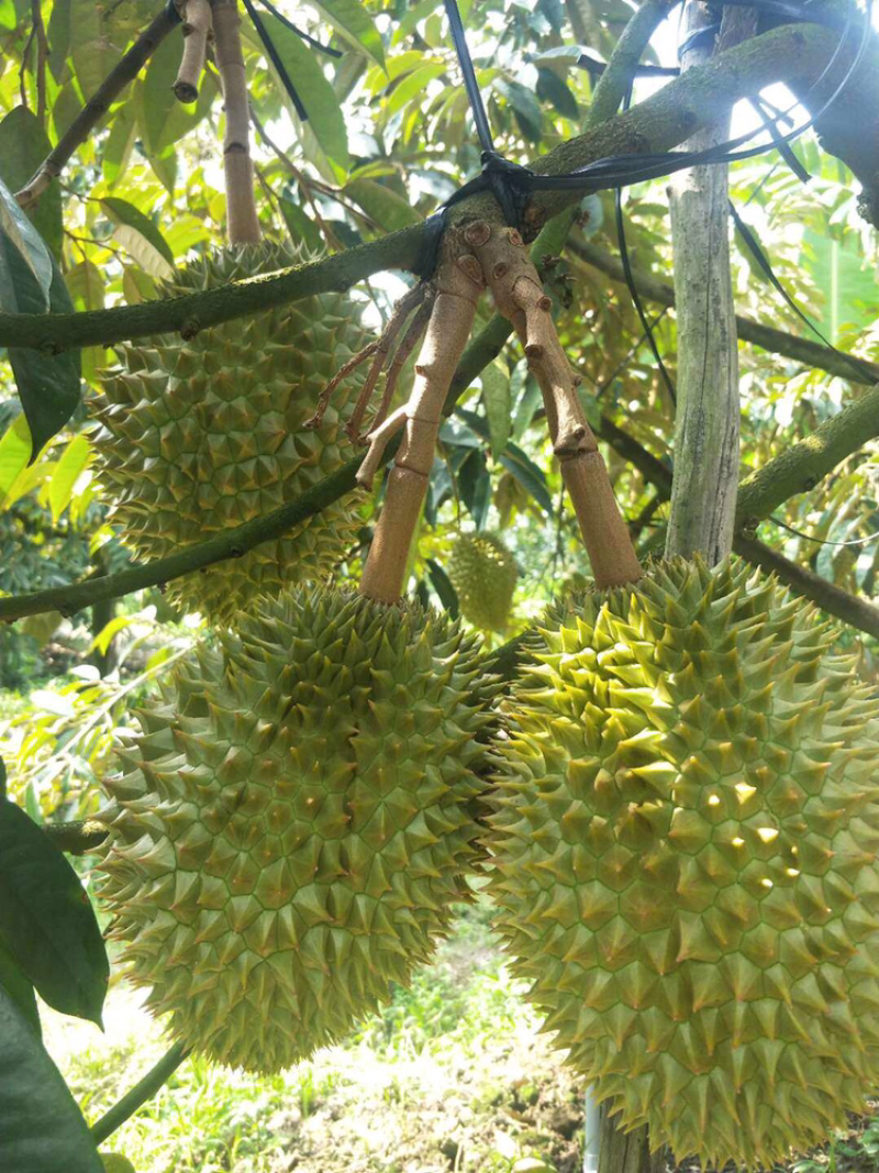 泰国金枕榴莲苗