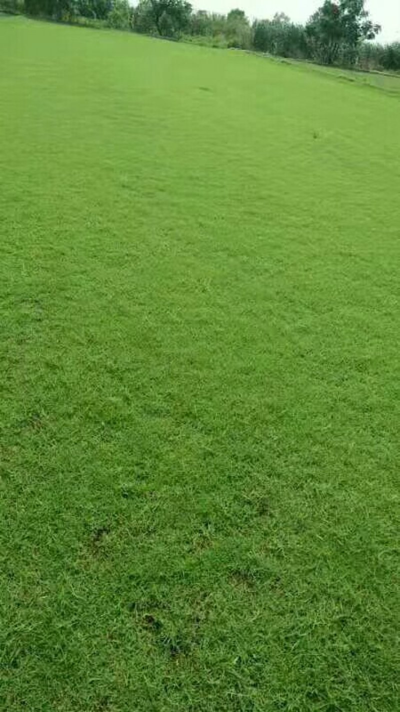 草坪四季青草坪百慕大果岭草马尼拉基地直发
