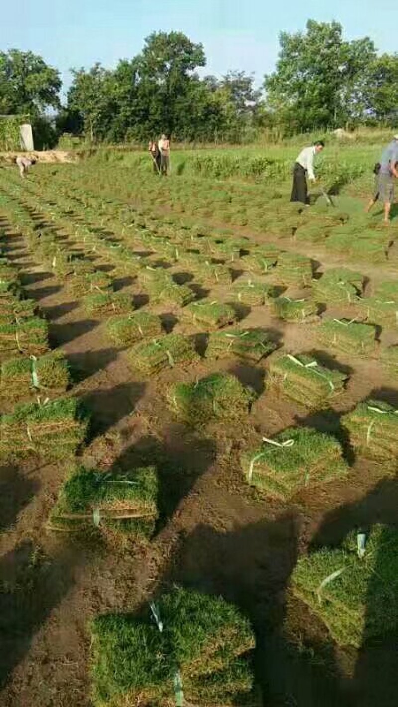 草坪四季青草坪百慕大果岭草马尼拉基地直发