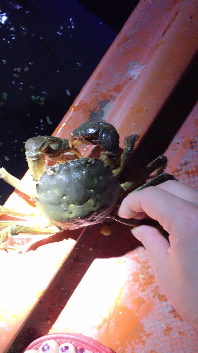 螃蟹类