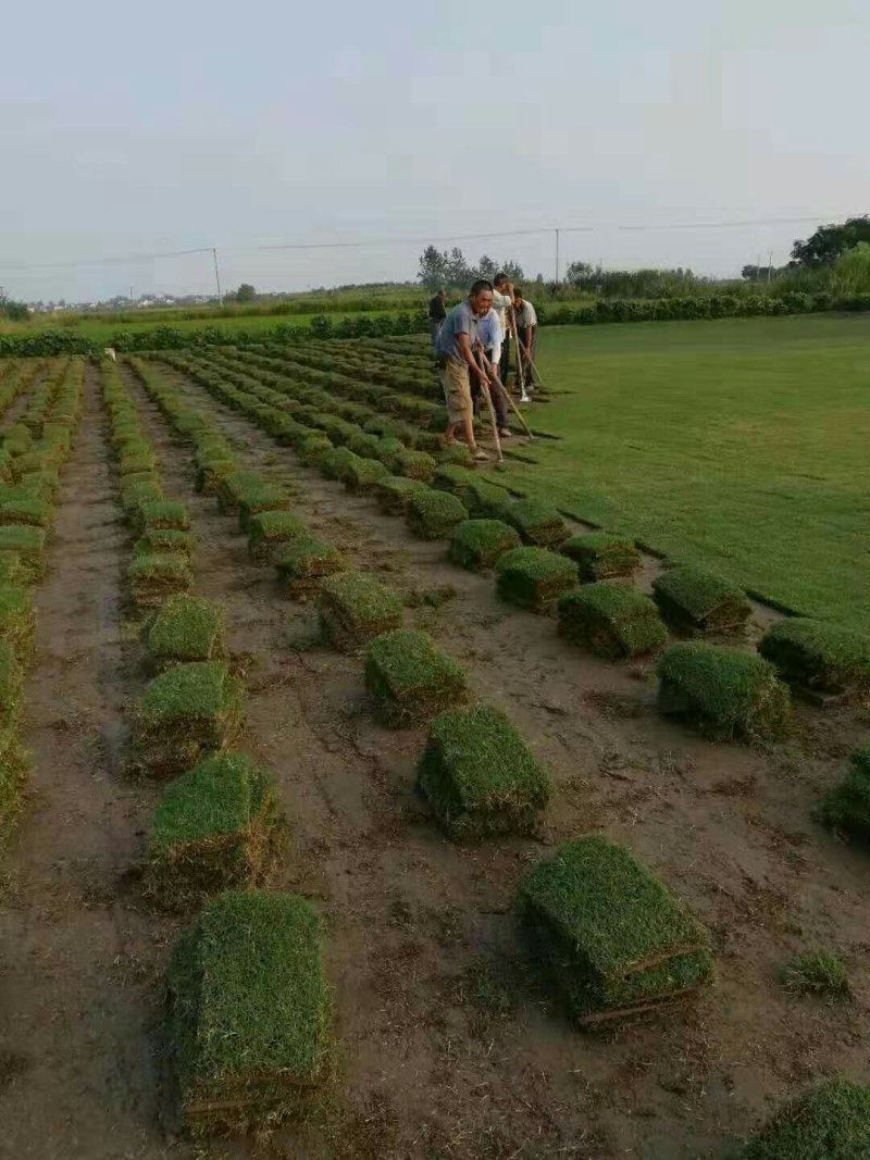 草坪草坪草皮草四季青果岭草剪股颖马尼拉别墅庭院