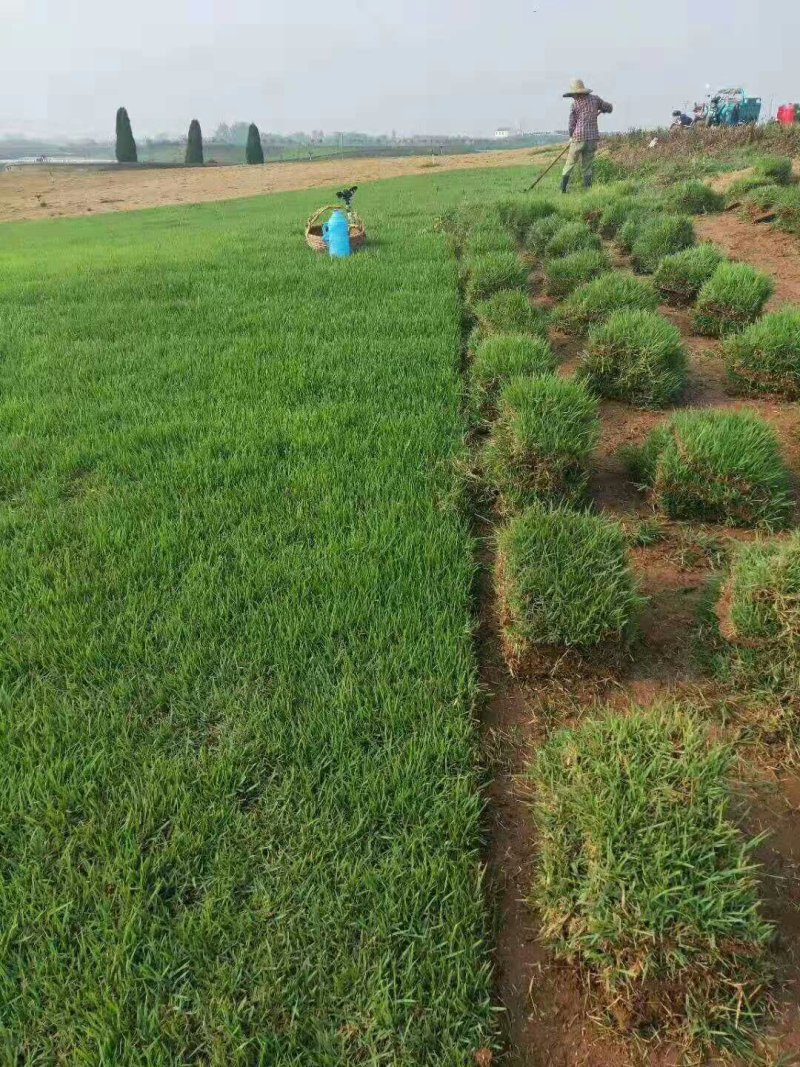 草坪草坪草皮草四季青果岭草剪股颖马尼拉别墅庭院