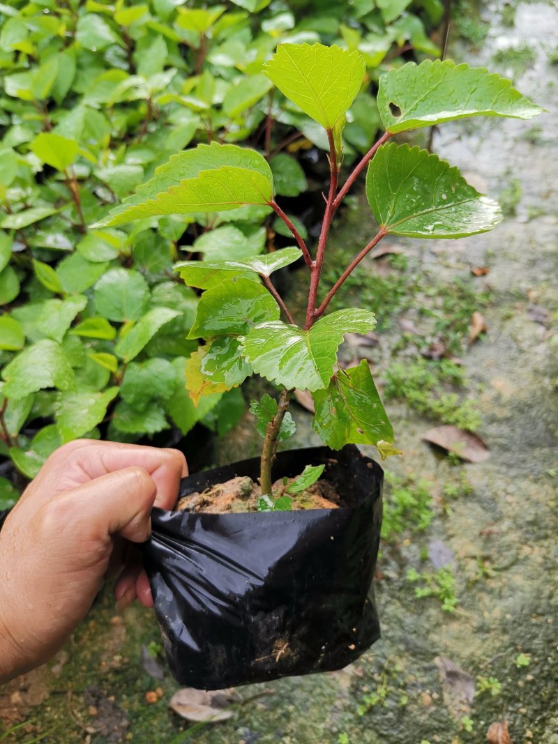 漳州市绿化苗木重瓣扶桑