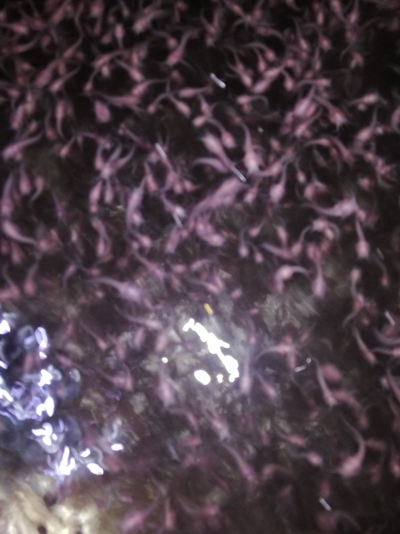 水产