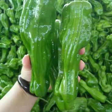 301青椒！苏椒芜湖椒，对接大型超市大型批发市场基地直发