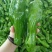 301青椒！苏椒芜湖椒，对接大型超市大型批发市场基地直发
