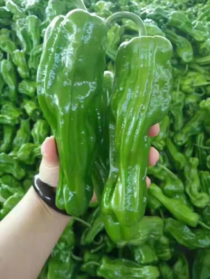 301青椒！苏椒芜湖椒，对接大型超市大型批发市场基地直发