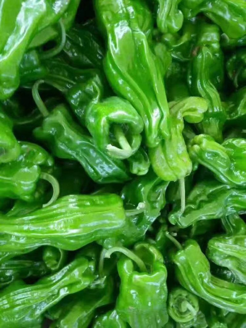 301青椒！苏椒芜湖椒，对接大型超市大型批发市场基地直发