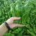 301青椒！苏椒芜湖椒，对接大型超市大型批发市场基地直发