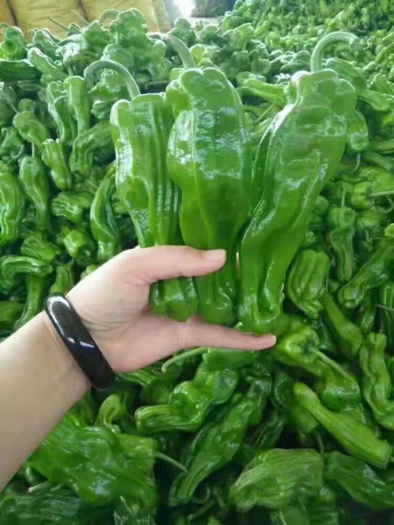 301青椒！苏椒芜湖椒，对接大型超市大型批发市场基地直发