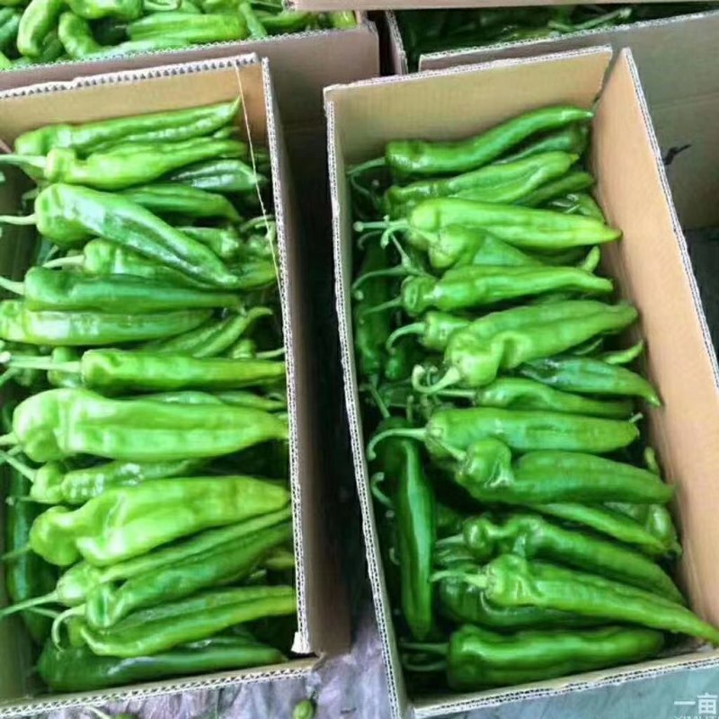301青椒！苏椒芜湖椒，对接大型超市大型批发市场基地直发