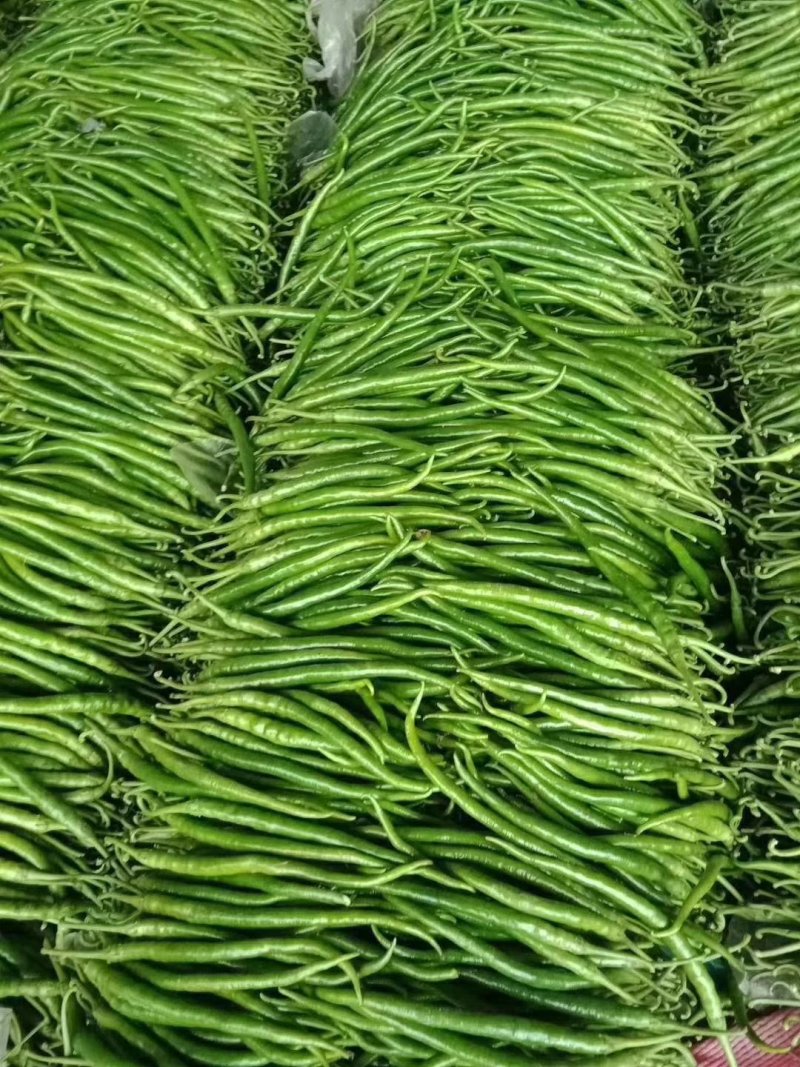 301青椒！苏椒芜湖椒，对接大型超市大型批发市场基地直发