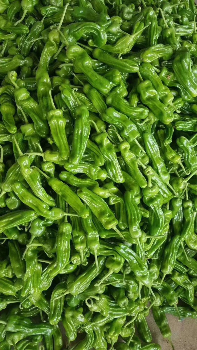 301青椒！苏椒芜湖椒，对接大型超市大型批发市场基地直发