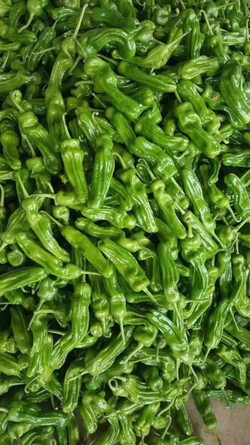 301青椒！苏椒芜湖椒，对接大型超市大型批发市场基地直发