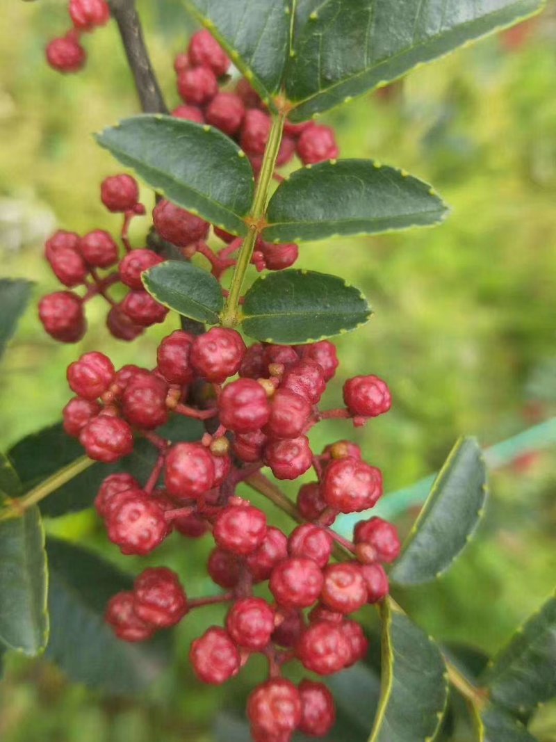 正宗汉源红花椒和青花椒自家种植，一手货源量大有优惠