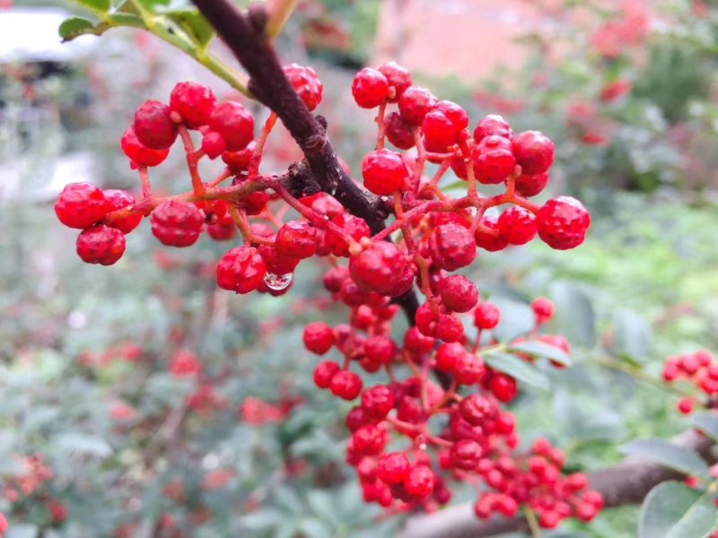 正宗汉源红花椒和青花椒自家种植，一手货源量大有优惠