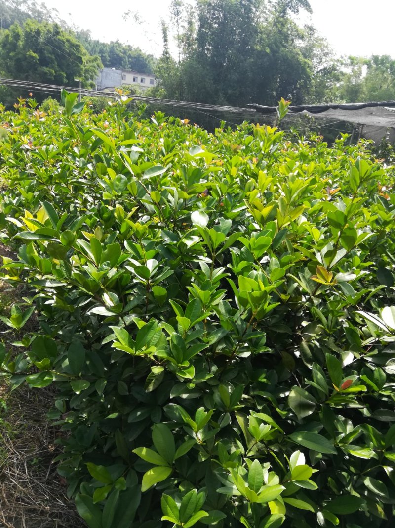 樱桃苗营养价值高，南北方都可以种植