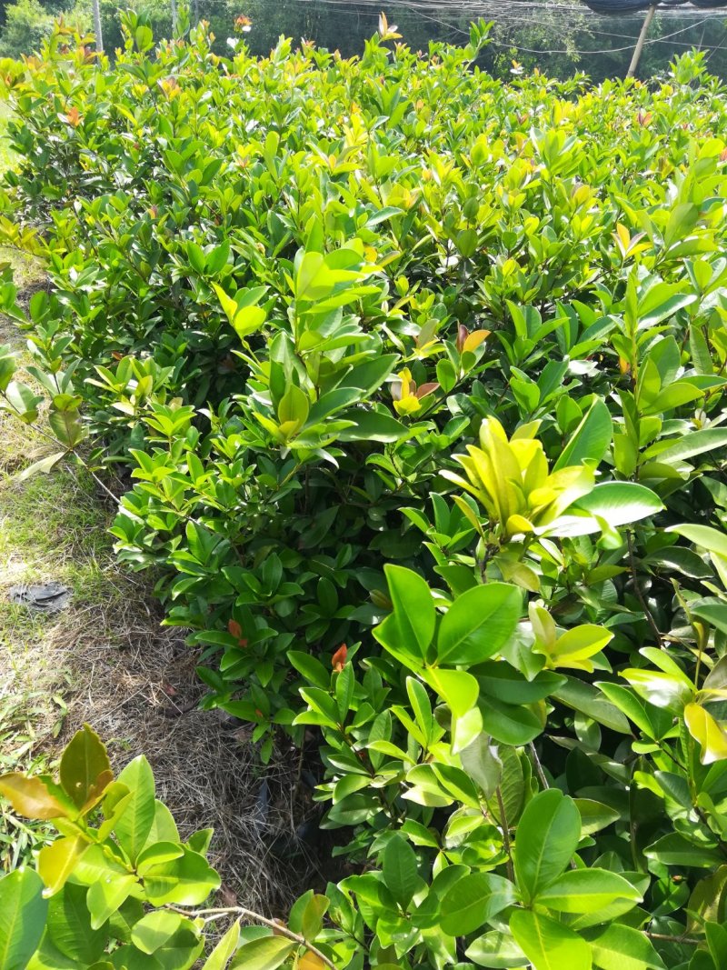 樱桃苗营养价值高，南北方都可以种植