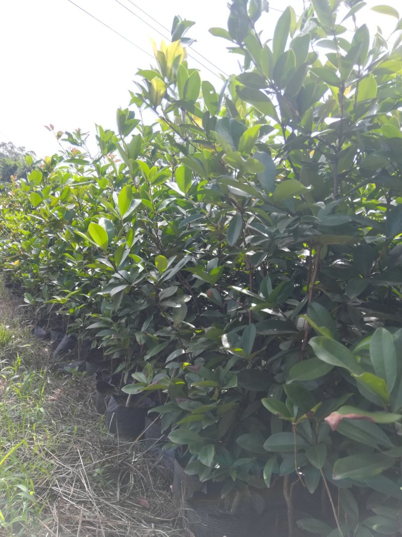 樱桃苗营养价值高，南北方都可以种植