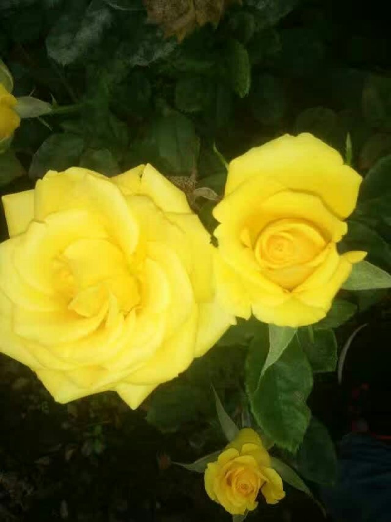 【月季苗】玫瑰花苗花朵大颜色纯正成活率高规格齐全
