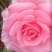 【月季苗】玫瑰花苗花朵大颜色纯正成活率高规格齐全