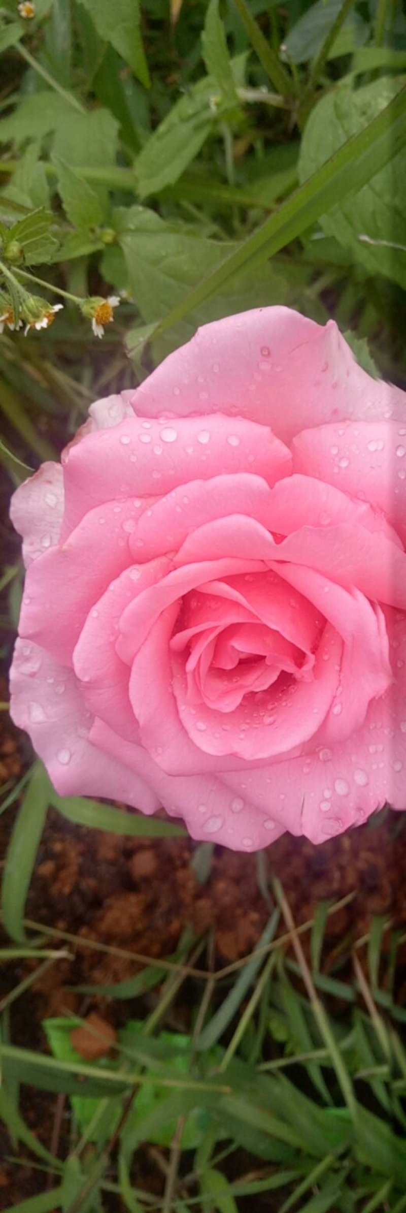 【月季苗】玫瑰花苗花朵大颜色纯正成活率高规格齐全