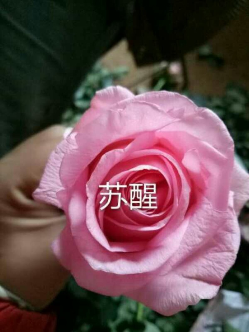 【月季苗】玫瑰花苗花朵大颜色纯正成活率高规格齐全