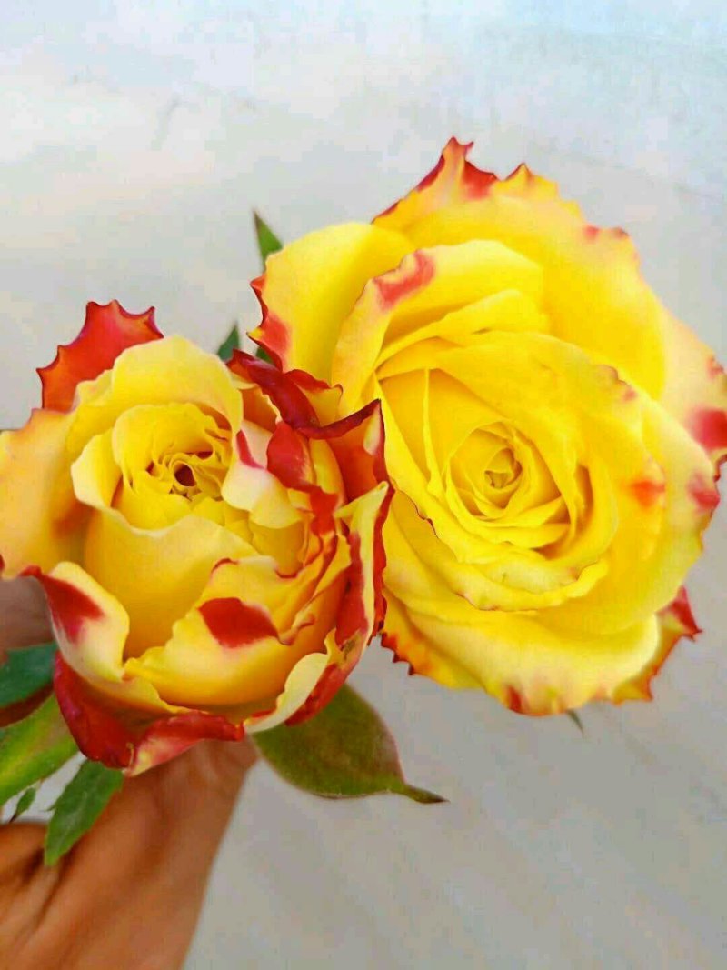 【月季苗】玫瑰花苗花朵大颜色纯正成活率高规格齐全