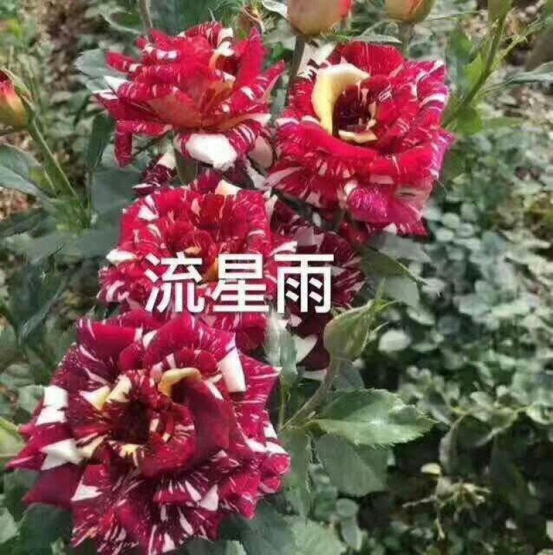 【月季苗】玫瑰花苗花朵大颜色纯正成活率高规格齐全