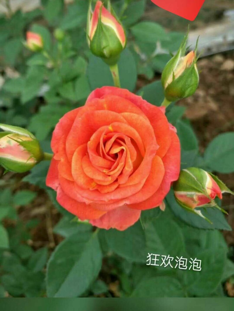 【月季苗】玫瑰花苗花朵大颜色纯正成活率高规格齐全