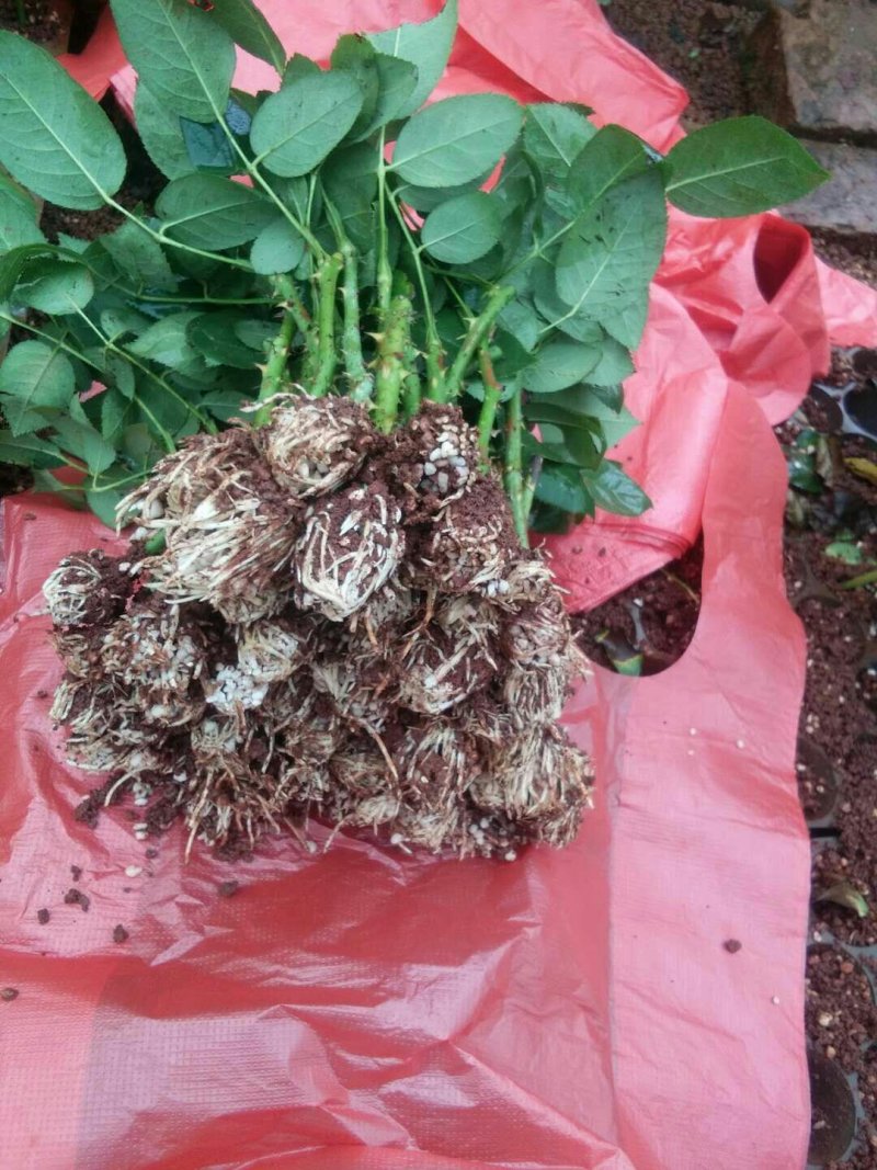 【月季苗】玫瑰花苗花朵大颜色纯正成活率高规格齐全