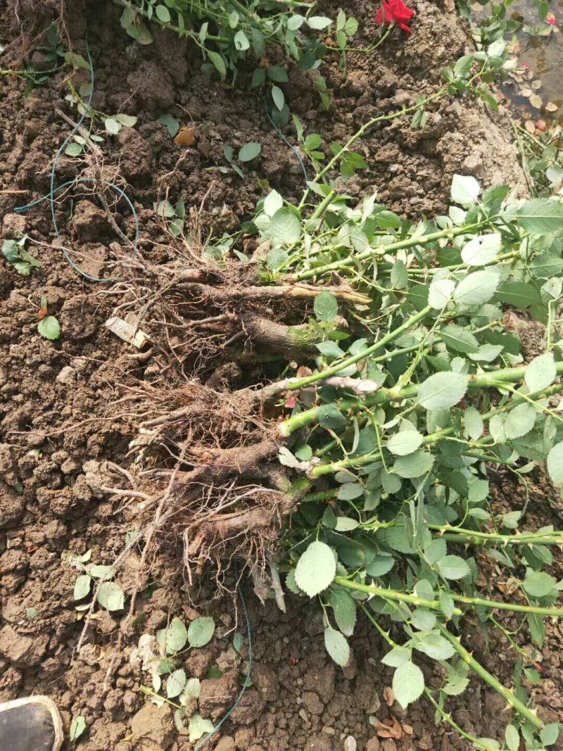 【月季苗】玫瑰花苗花朵大颜色纯正成活率高规格齐全