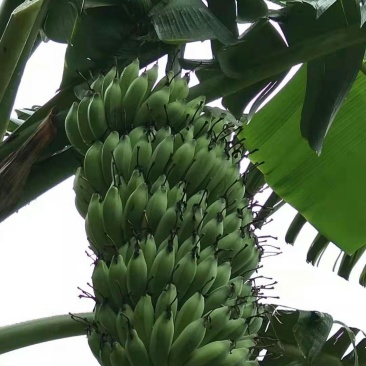 高原芭蕉