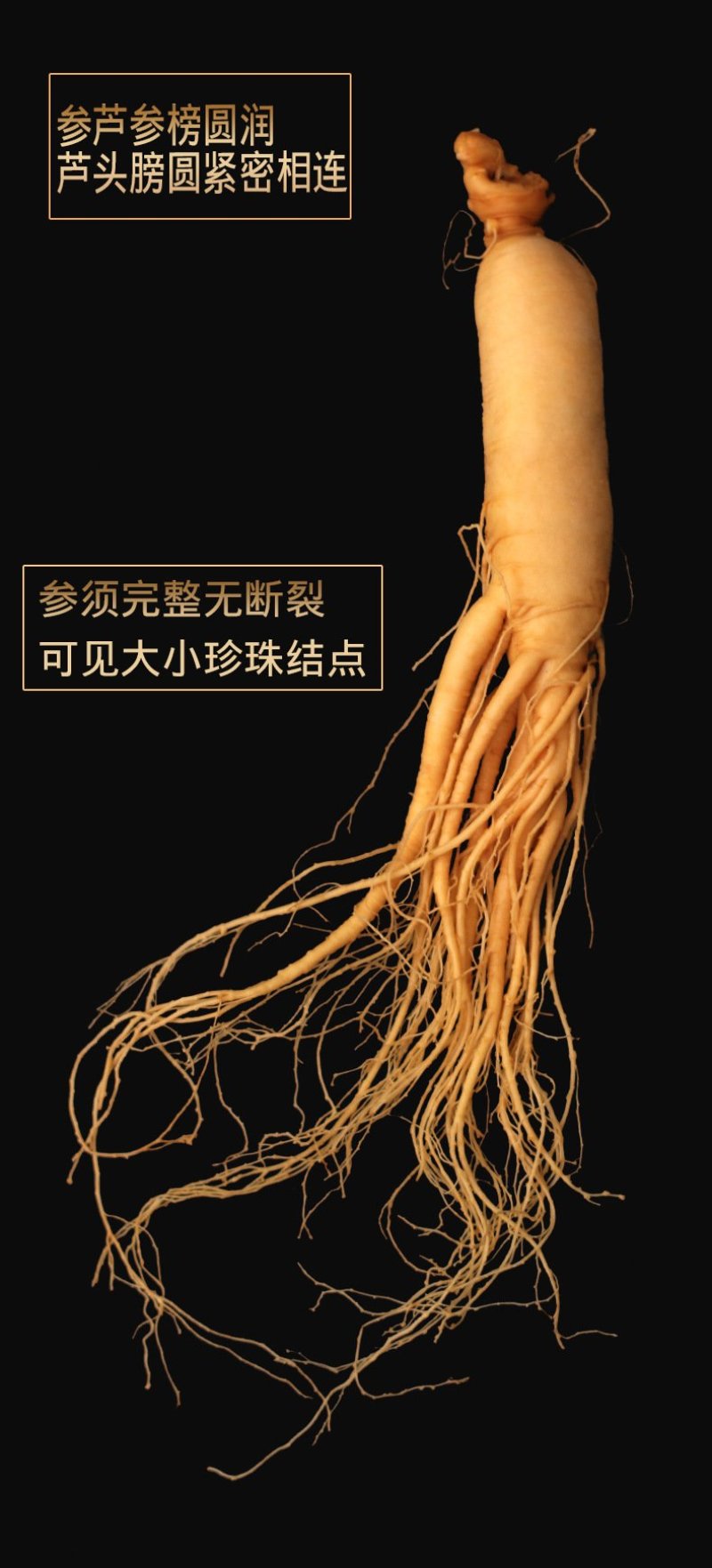 长白山种植保鲜人参。