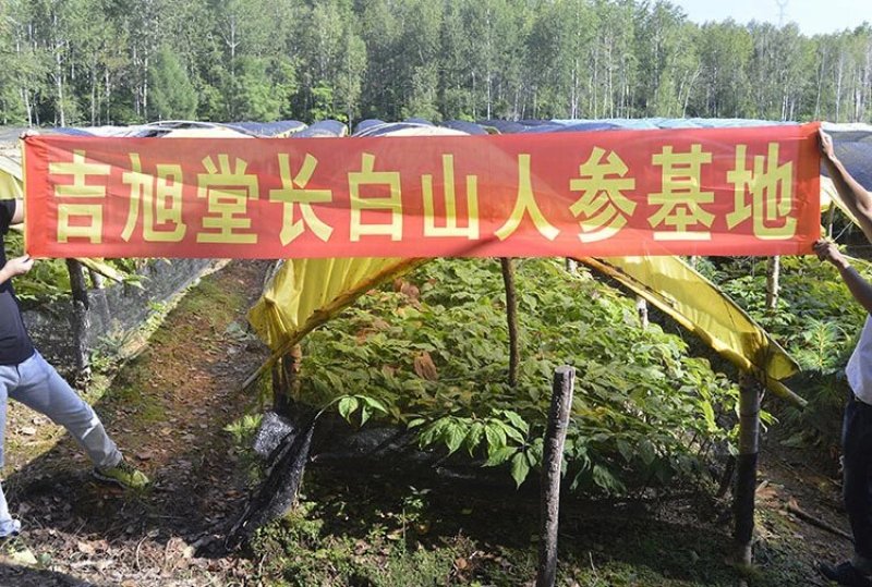 种植晒干人参