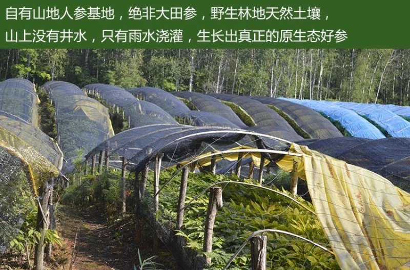 种植晒干人参