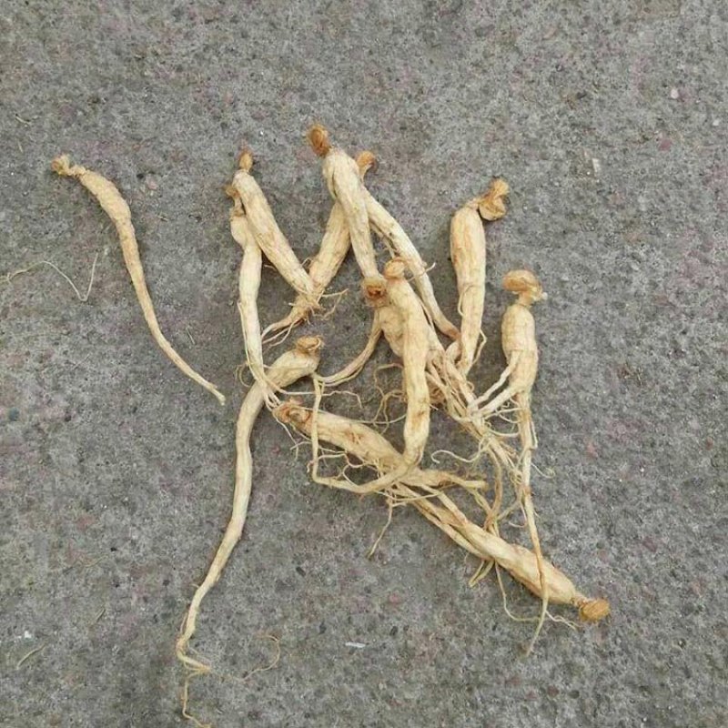 长白山种植烘干小人参