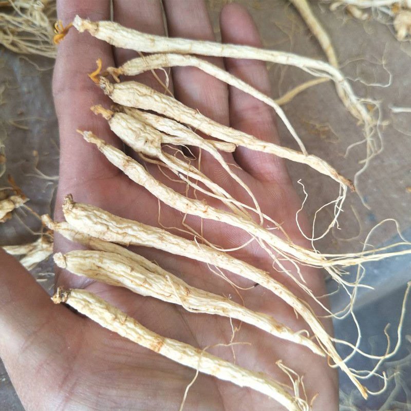 长白山种植烘干小人参