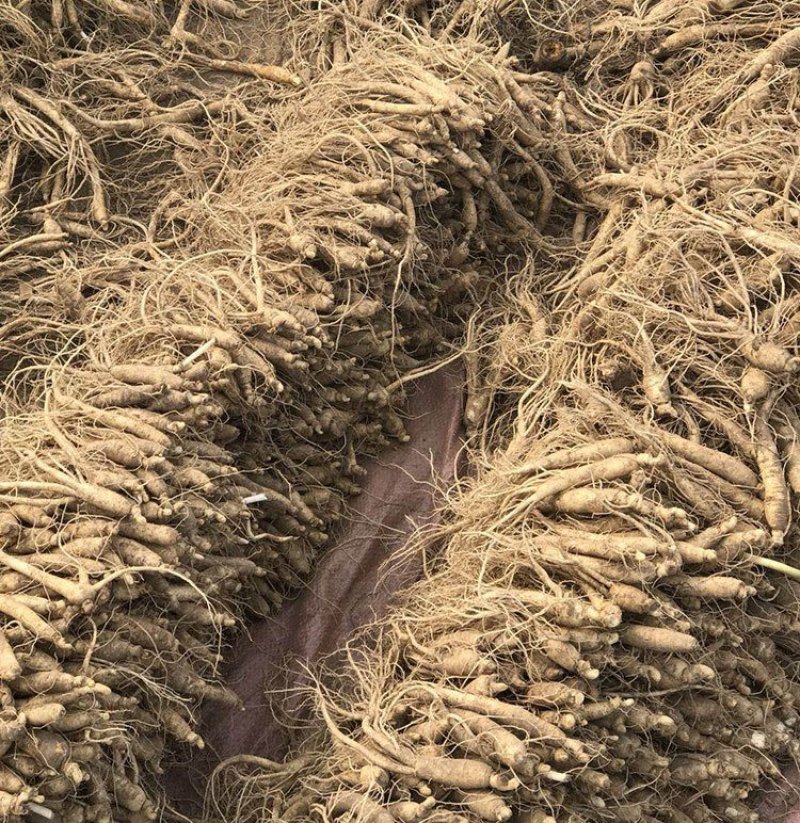长白山种植烘干小人参