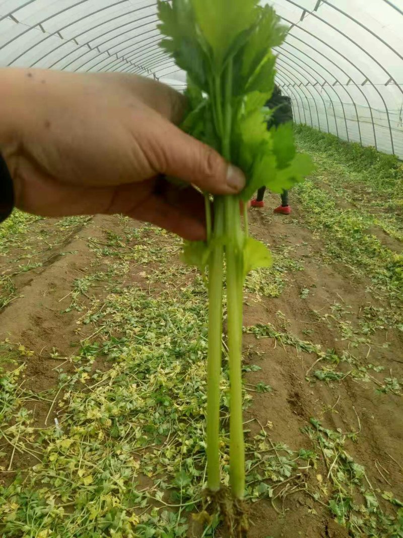 芹菜苗法国皇后精品芹菜苗根系发达易活各种包装都有