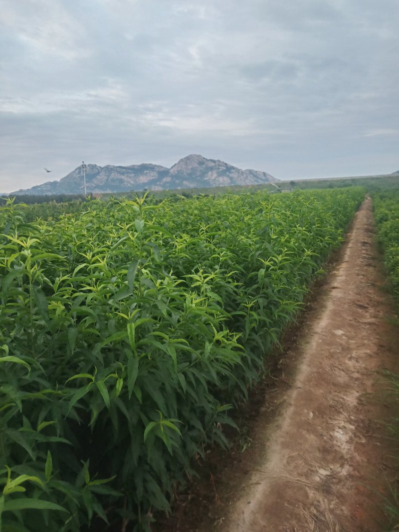 黄金蜜4号桃树苗