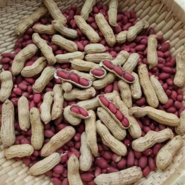 四子红（生带壳）小红子花生，红皮花生，花生