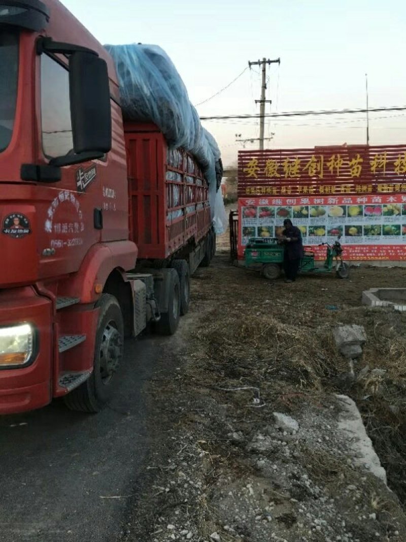 桃实生苗、现挖现卖、无病菌、下单后24小时内发货