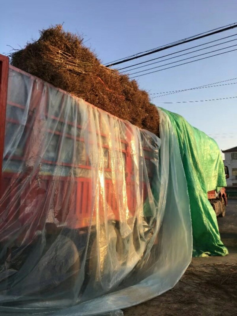 桃实生苗、现挖现卖、无病菌、下单后24小时内发货