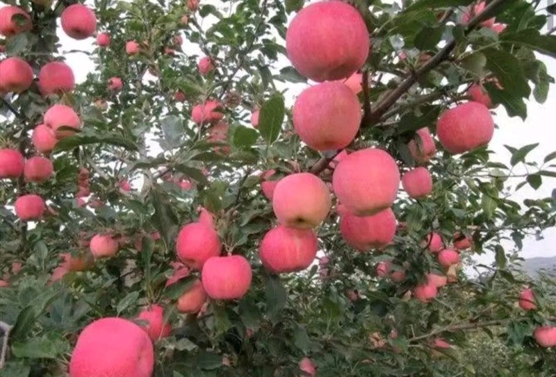 【红富士苹果批发】货源充足供应全国量大从优欢迎咨询