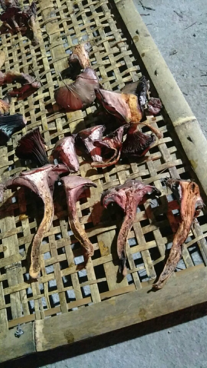 铆钉菇红蘑（肉蘑）黑头！